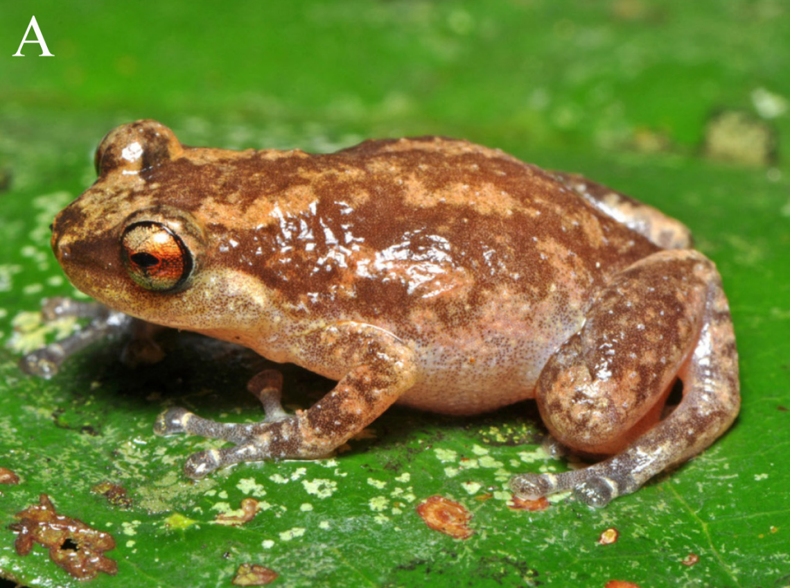 An Oreophryne purari, or Purari narrow-mouthed frog.