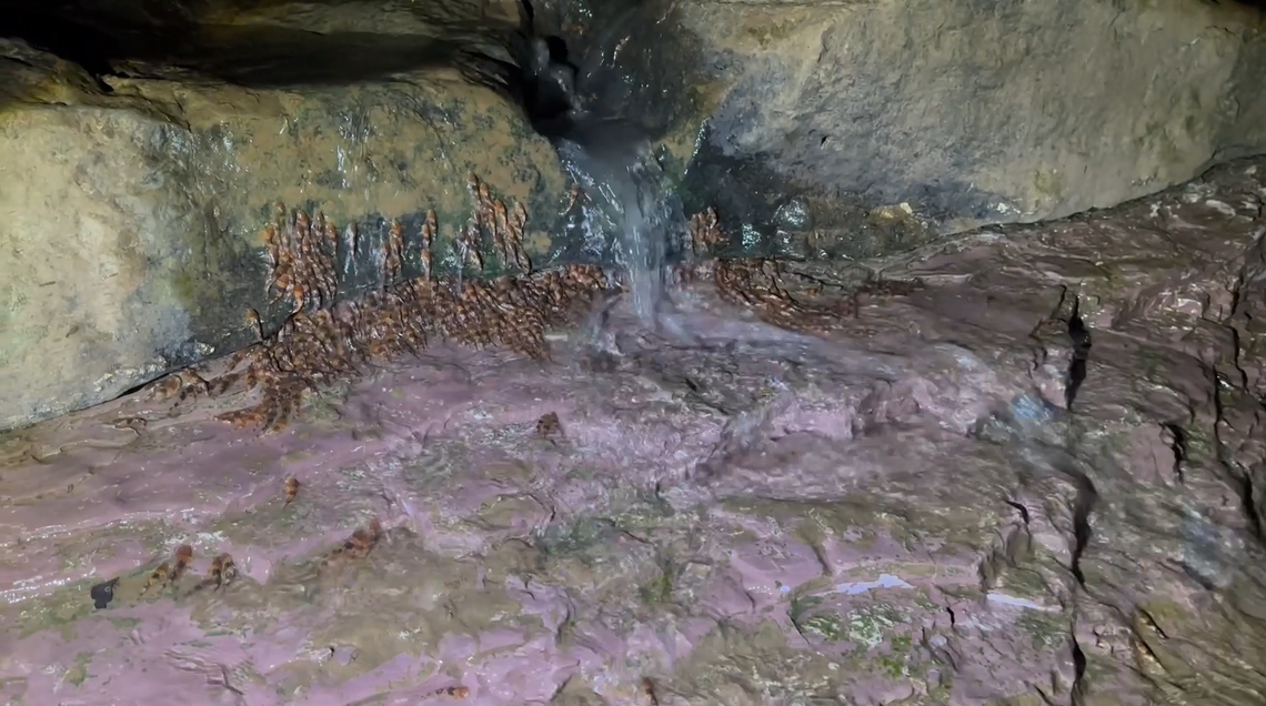 Bumblebee catfish, or Rhyacoglanis paranensis, climbing a waterfall in Mateo Grosso do Sul, Brazil.
