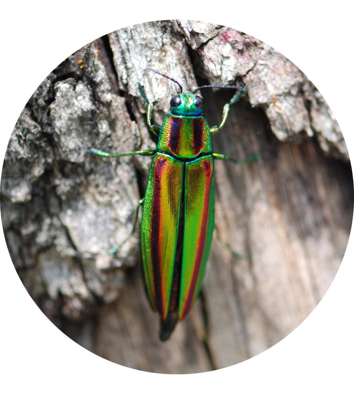 A photo shows a jewel beetle, the insect whose wings were used to decorate the ancient crown.