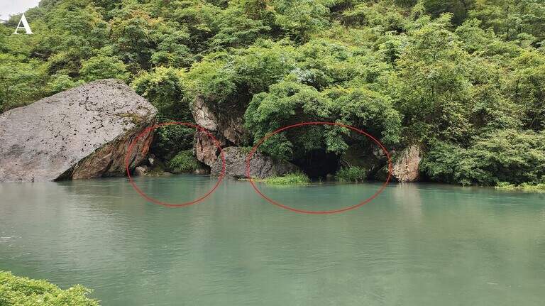 Cave creature with ‘visible’ internal organs found in China. It’s a new species
