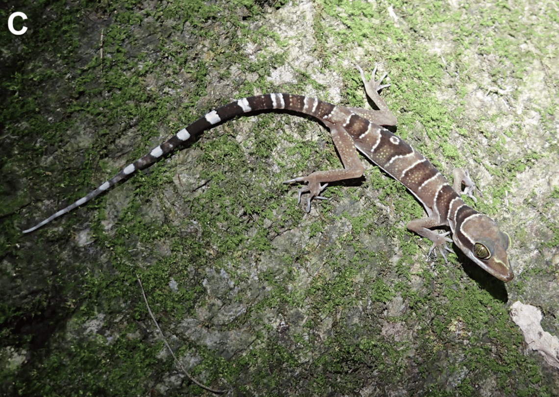 A Cyrtodactylus kanchanadit, or Kanchanadit bent-toed gecko, in its natural habitat.