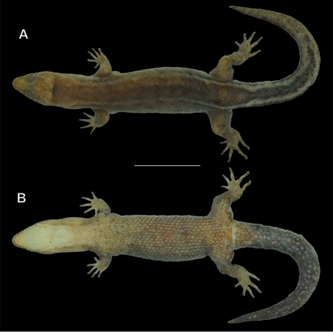 A preserved Pseudogonatodes quihuai, or Quihua’s dwarf gecko.