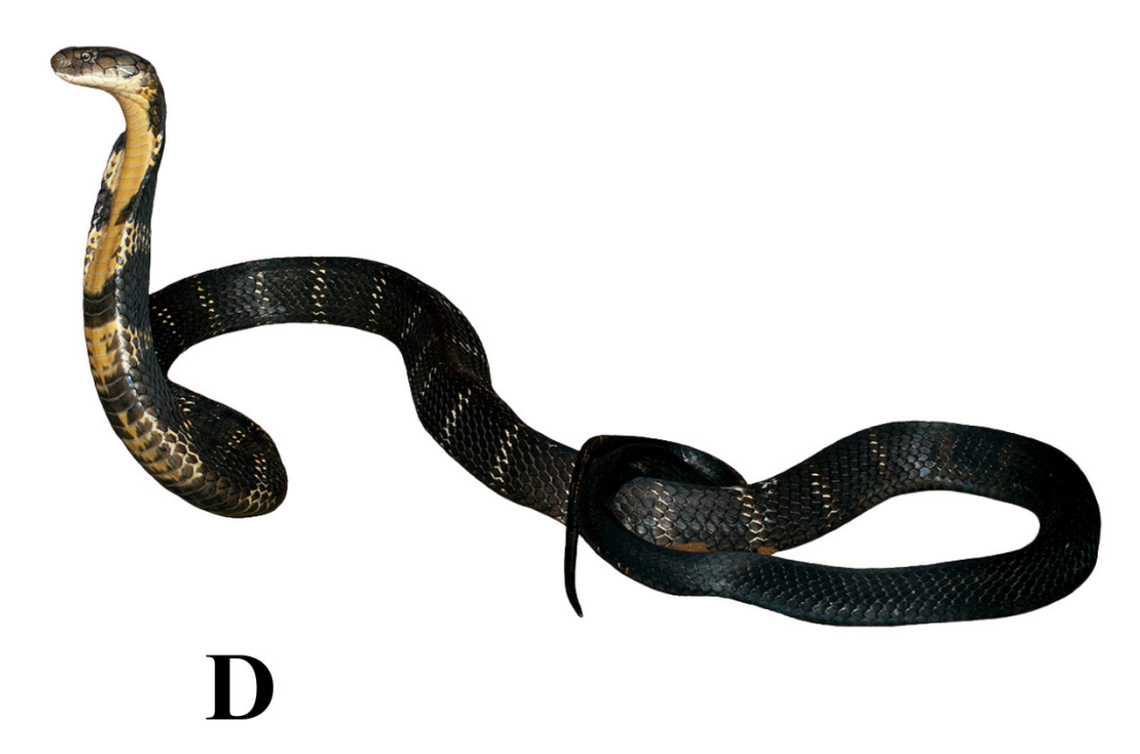 An Ophiophagus kaalinga, or Western Ghats king cobra.