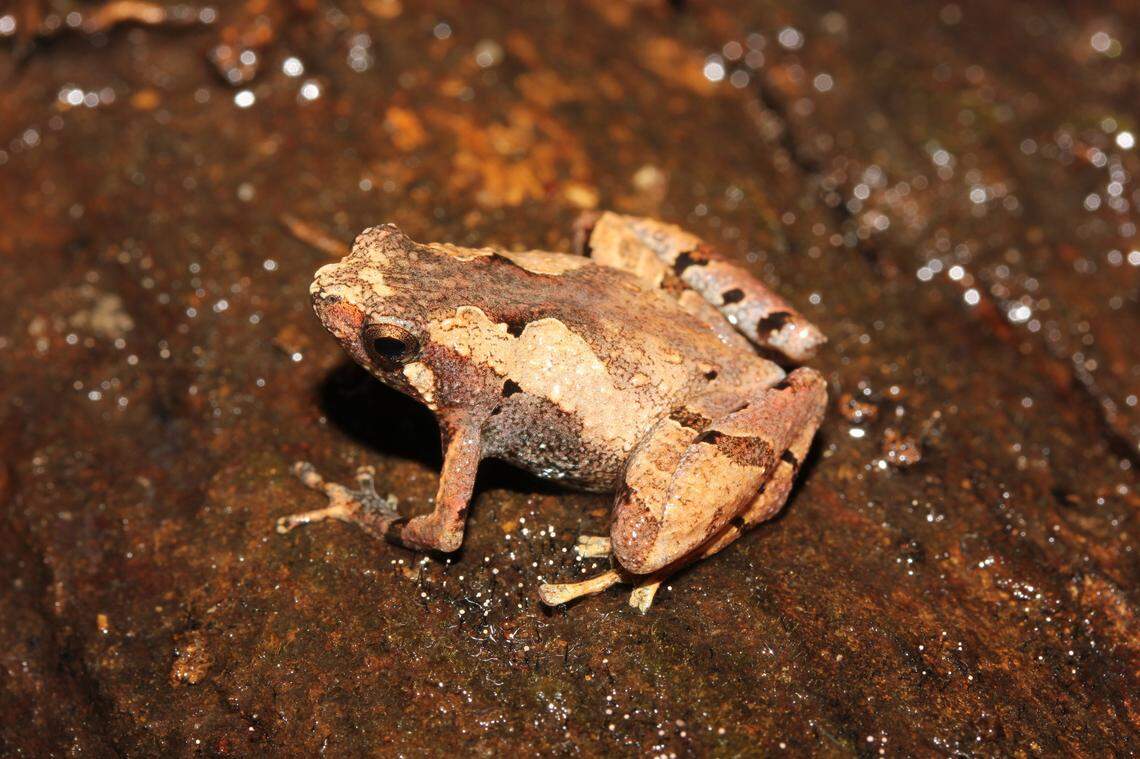 A Microhyla roedderi, or Roedder’s narrow-mouthed frog.