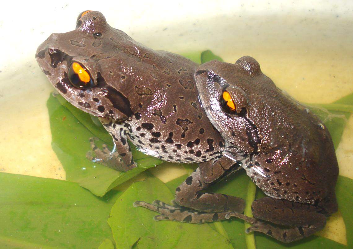 A mating pair of Leptobrachium aryatium, or Arya litter frogs.