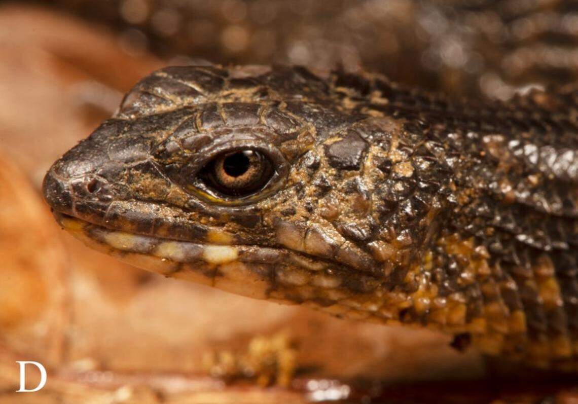 A close-up photo shows the head of a female Tropidophorus vongx, or dragon water skink.