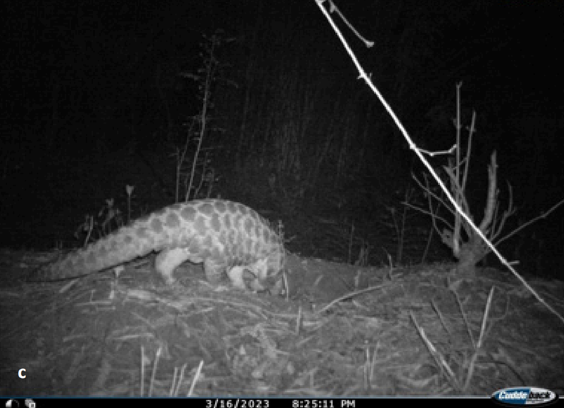 An Indian pangolin seen at Jasrota Wildlife Sanctuary in March 2023.
