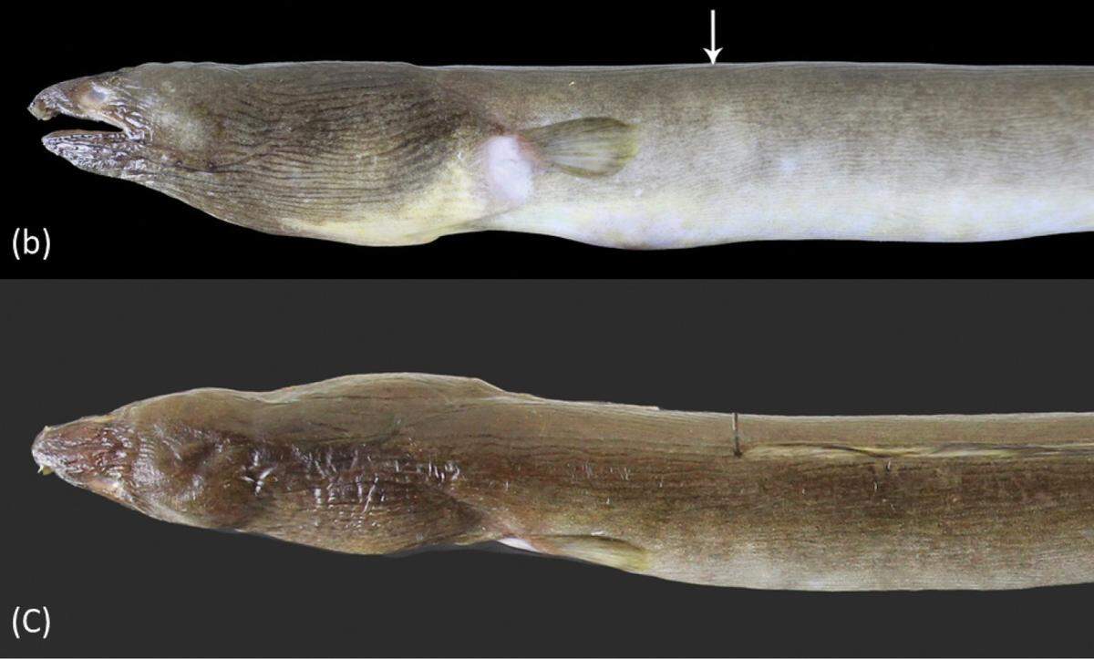 The head of an Ophichthus cuulongensis, or Mekong’s estuary snake eel.