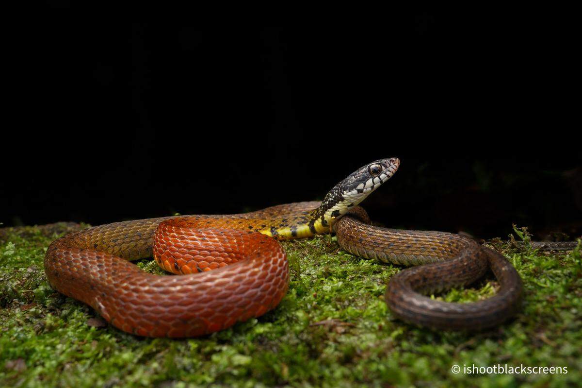 The Peters’ keelback snake, or Hebius petersii, seen in Singapore.
