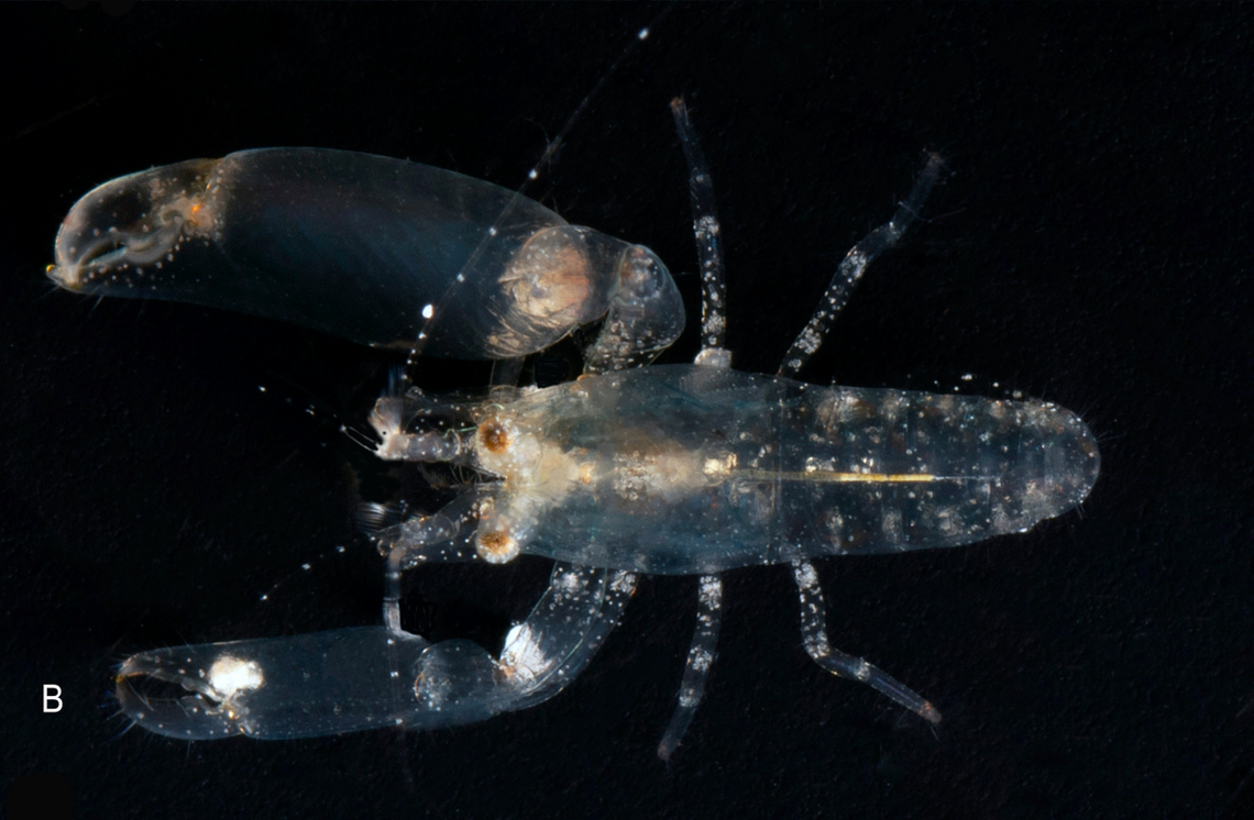 A male Periclimenaeus cloacola, or sewer-dwelling shrimp.