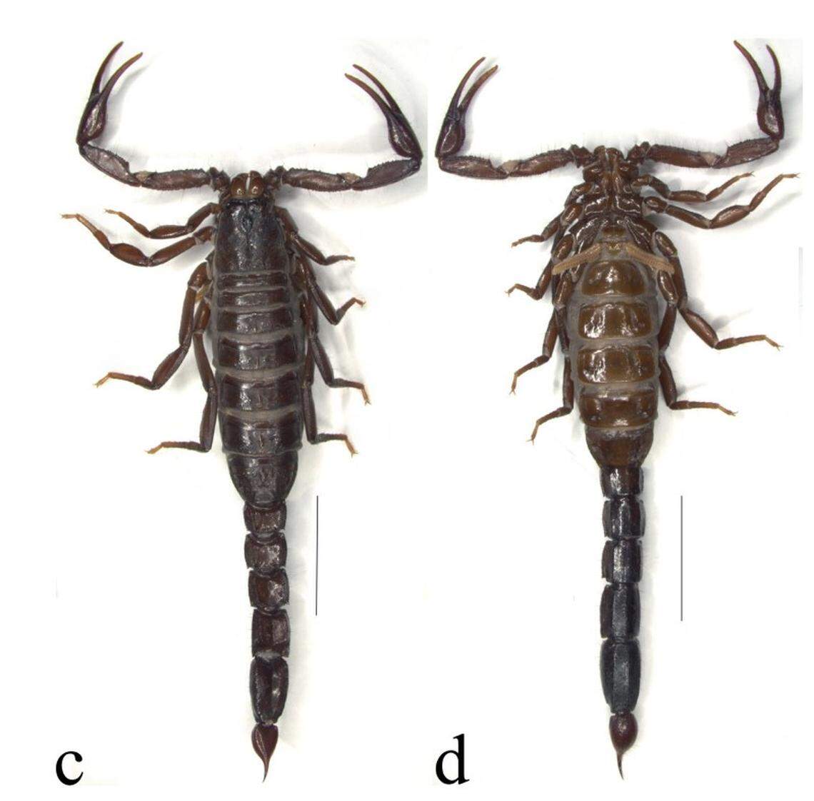 A Vaejovis castanoae, or Castaño’s scorpion.