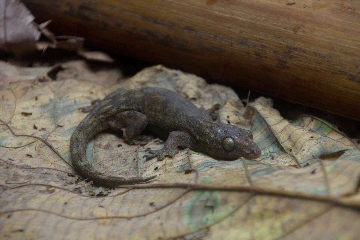 A Gehyra corona, or Crown Island four-clawed gecko.