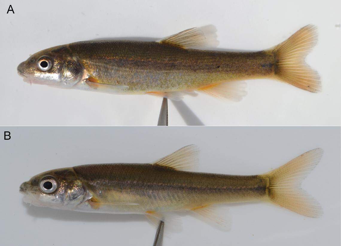Two Pseudobarbus kubhekai, or Umzimkhulu redfin minnows.