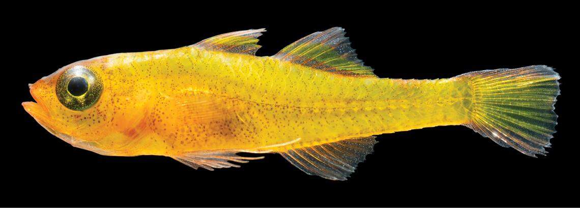 A Trimma berumeni, or Mikey’s golden pygmygoby.