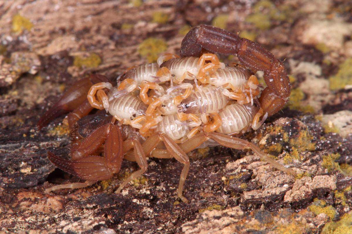 A female Tityopsis rolandoi, or Rolando’s scorpion, with juveniles on its back.