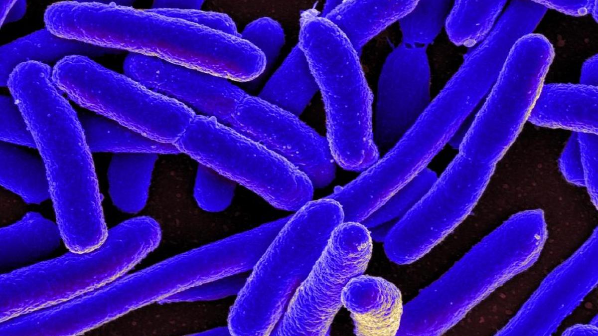 Certain viruses could be used to fight off infections that aren't killed off by antibiotics, offering a new strategy to combat certain drug-resistant bacteria, according to a study published in the journal Evolution, Medicine, and Public Health.