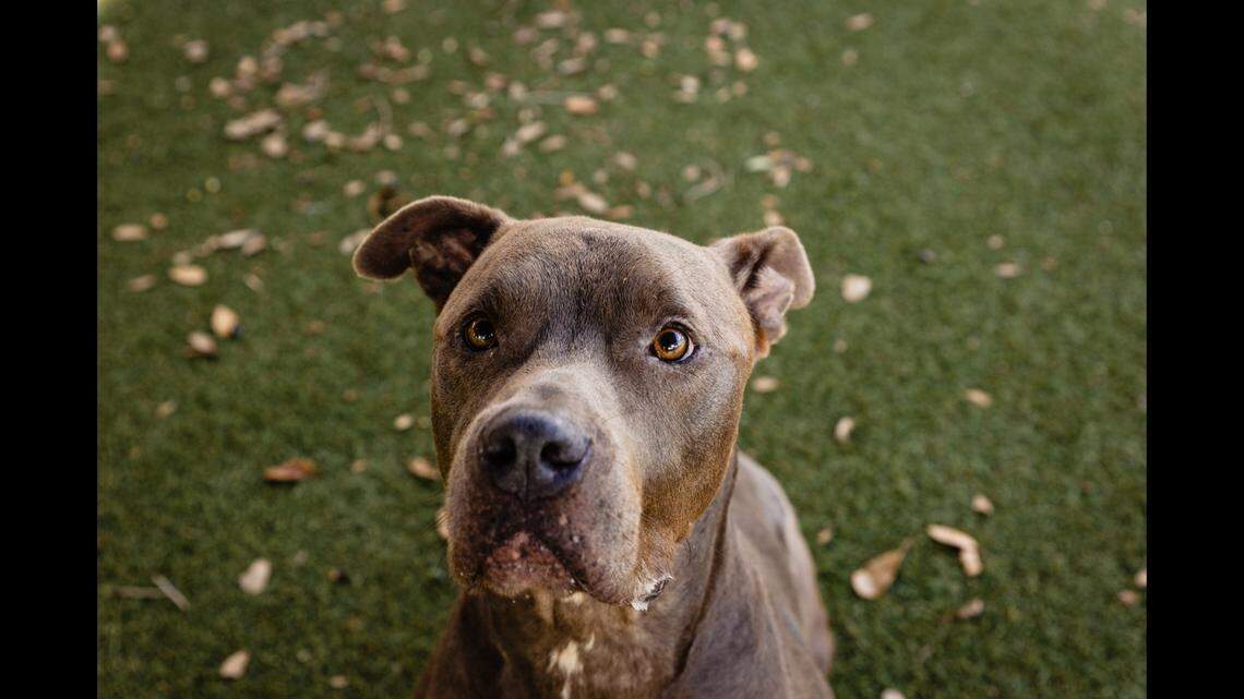 A “sweet” pup spent months at a Florida shelter — then his luck changed for the better.
