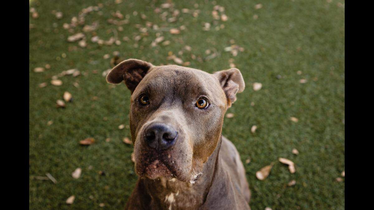 A “sweet” pup spent months at a Florida shelter — then his luck changed for the better.