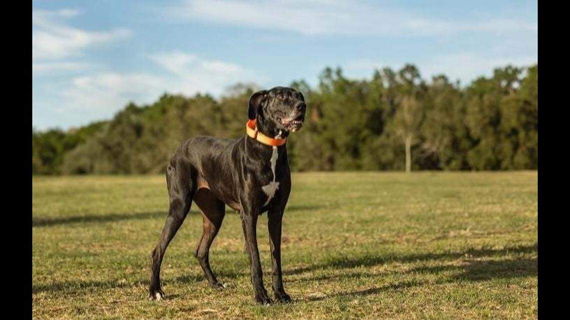 Suzy the “resilient” and affectionate dog is up for adoption.