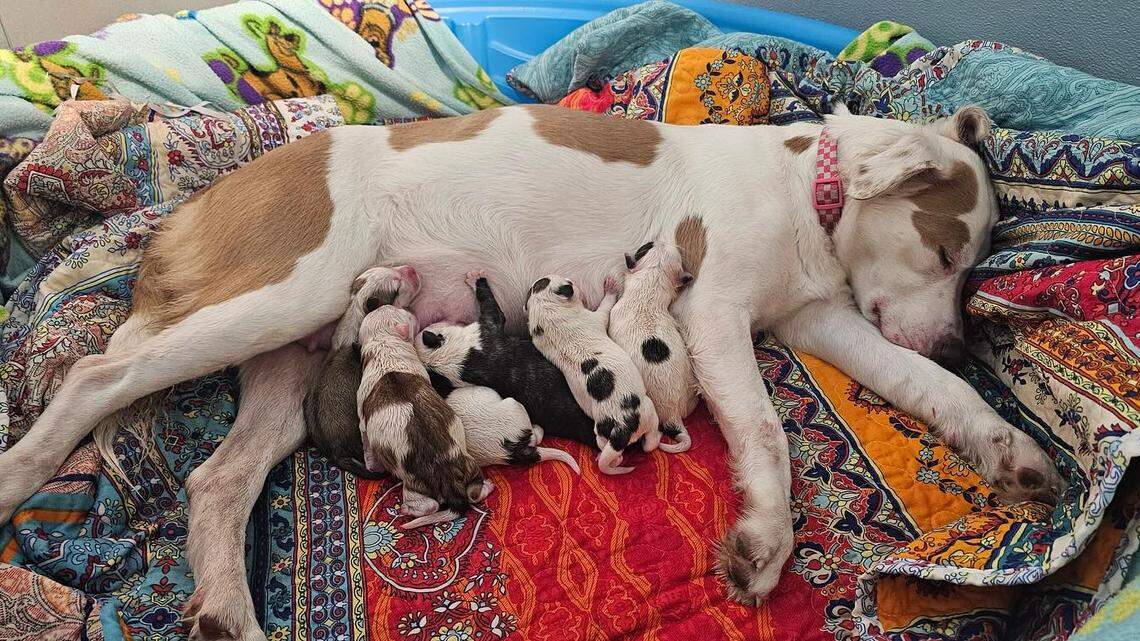 ‘Sweet’ dog was ‘abandoned while pregnant.’ Now rescued, she has 8 puppies