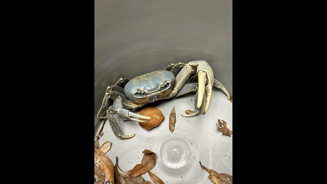 The blue land crab is considered an invasive species in Georgia.