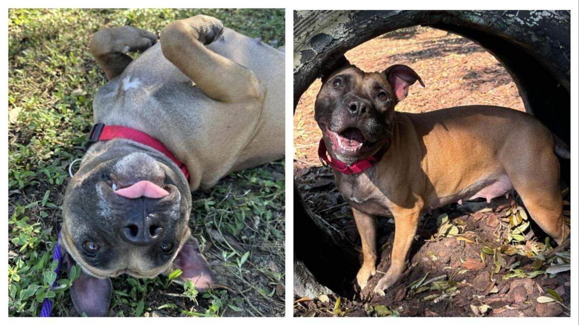 The resilient dog is up for adoption after waiting nearly 300 days at a Florida shelter.