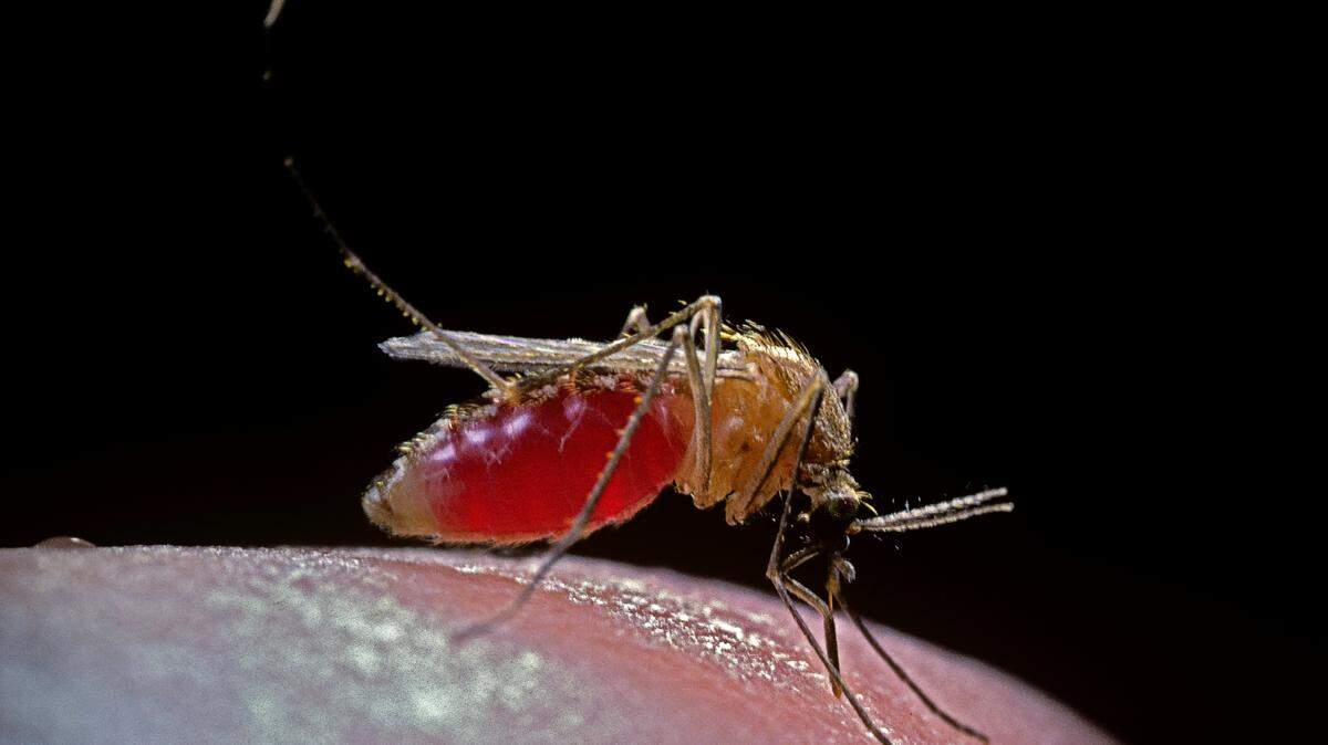 Culicidae.