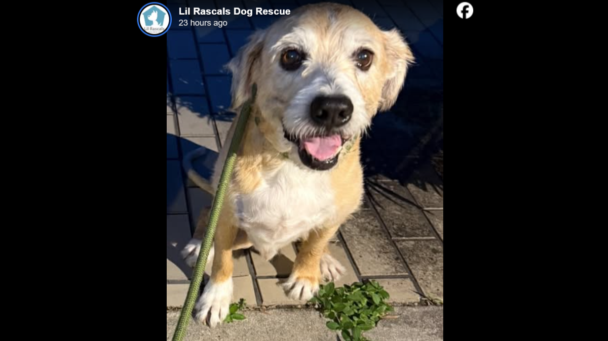 A dog “with a big heart and an even bigger smile” is up for adoption in Florida.