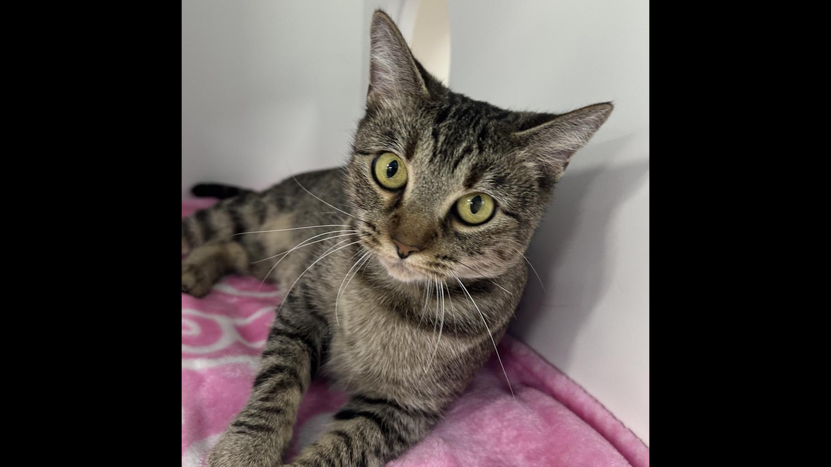 Sarah the cat has spent more than 100 days at a Florida shelter.