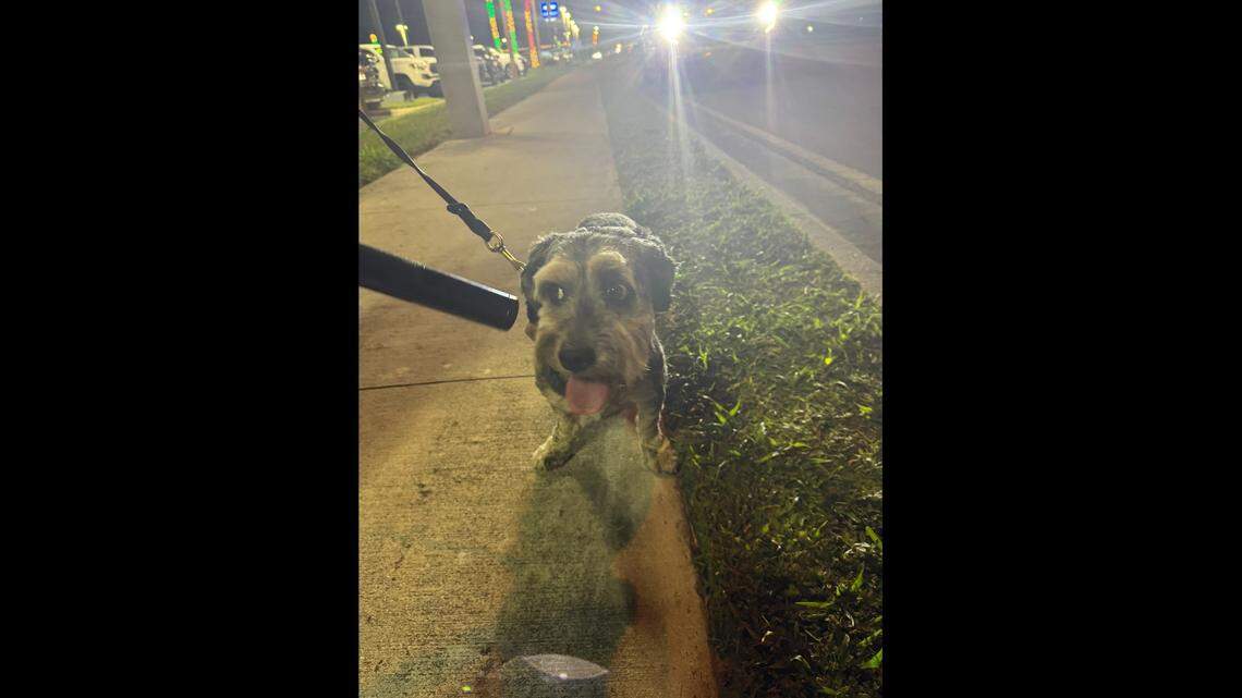 A lost Florida pup was found stuck in a storm drain, deputies said.