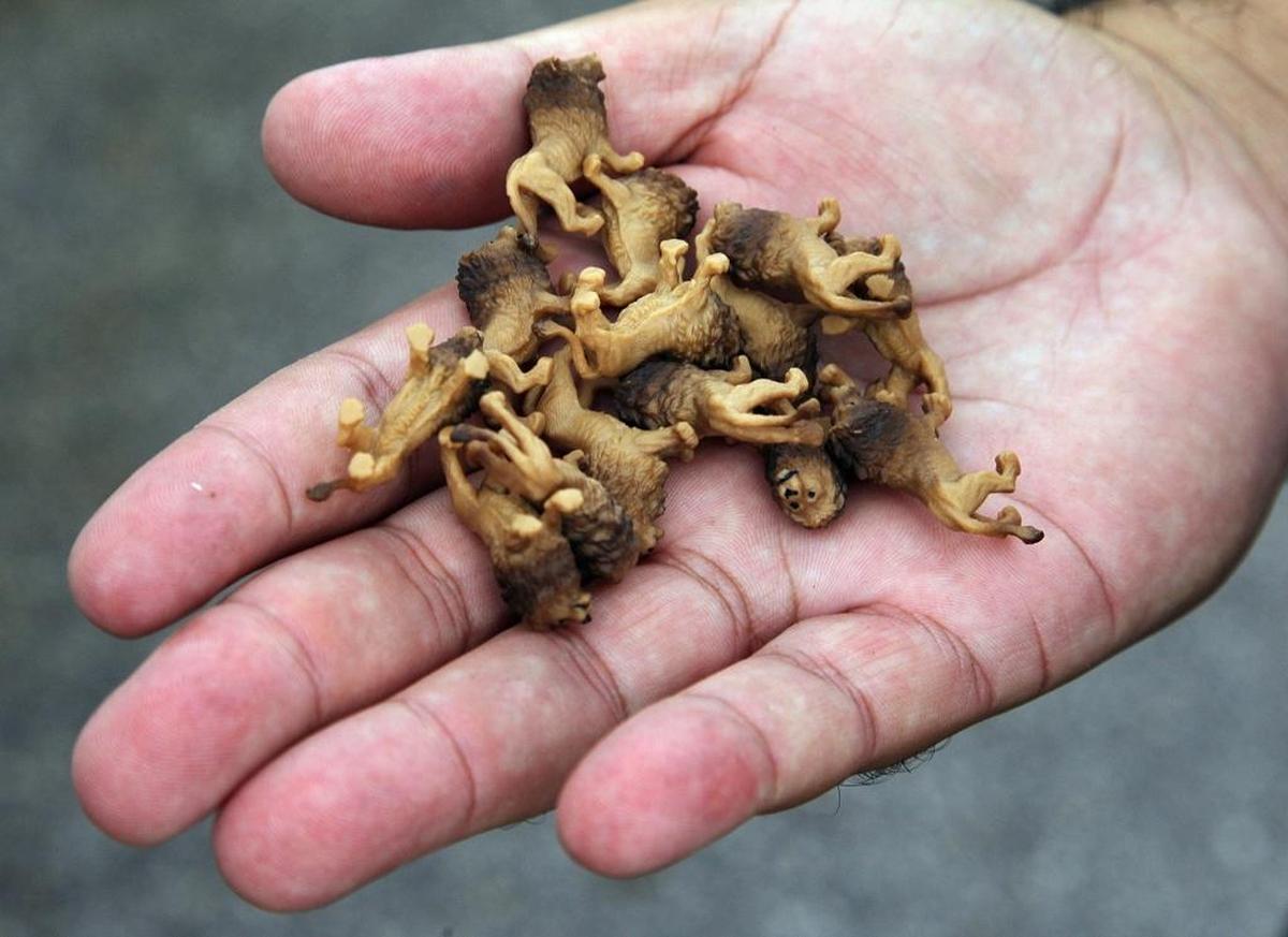 Miami Commission candidate Alfie Leon carries small toy lions that he hands out while campaigning.