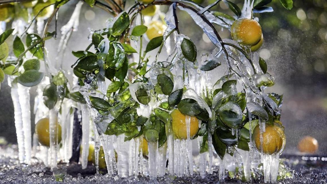 Oranges are encrusted in a cocoon of ice as citrus grower John Kirkland of Troy S. Bronson Partnership protected their trees from the sub freezing temperatures by spraying water on them, Thursday, Jan. 18, 2018, in Apopka, Fla.