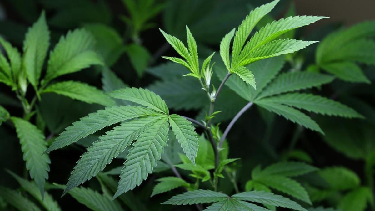 Marijuana clone plants used to grow medical marijuana in Seattle.