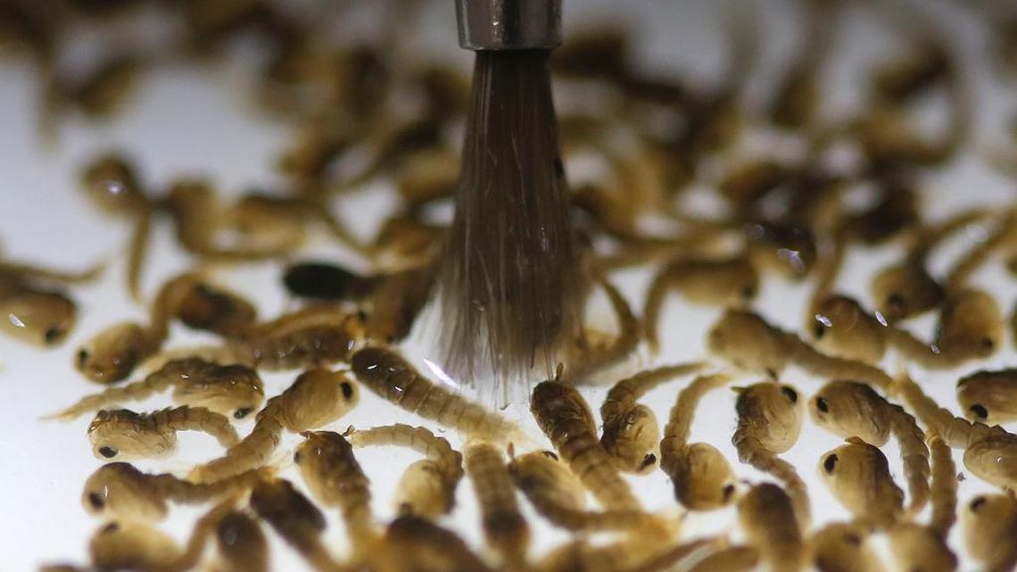 In this Feb. 1, 2016 photo, a technician from the British biotec company Oxitec, inspects the pupae of genetically modified Aedes aegypti mosquitoes, a vector for transmitting the Zika virus, in Campinas, Brazil.
