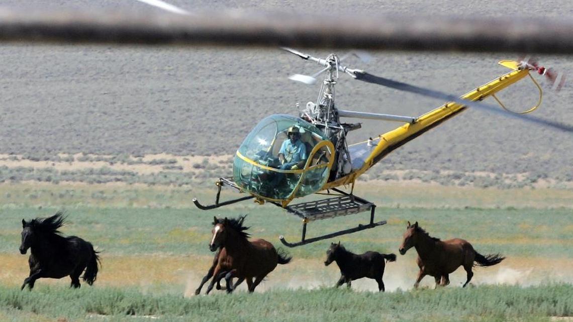 This 2008 file photo shows a livestock helicopter pilot rounding up wild horses from a range in Washoe County, Nevada.