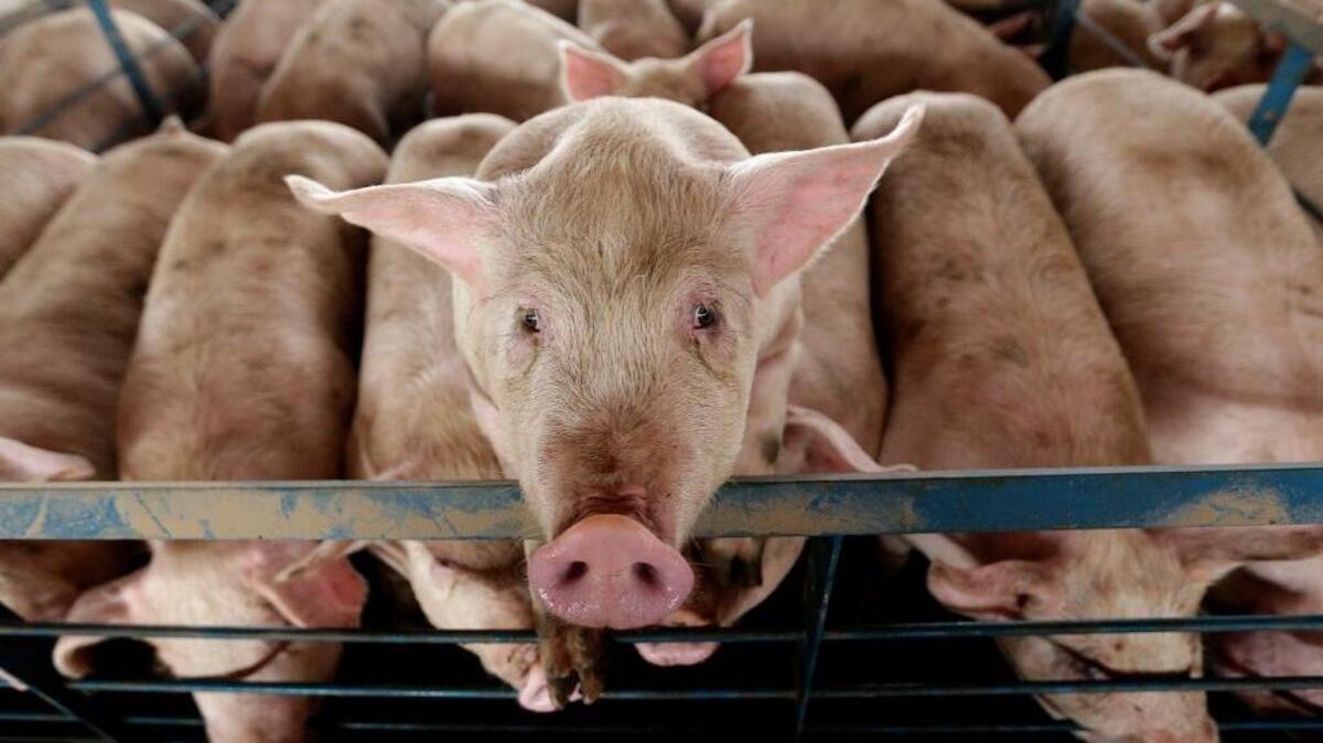 In politics, hometown projects championed by legislators to ‘bring home the bacon’ to their home districts are called ‘pork.’ The list of projects offered up by members of the Florida House this session totals $2.6 billion.