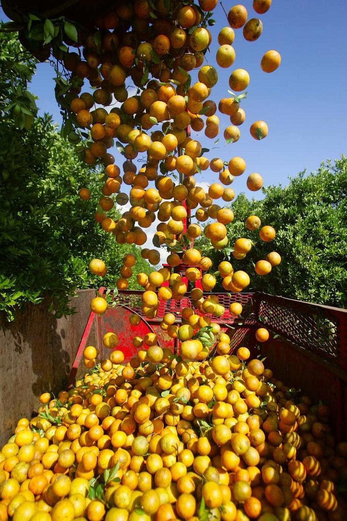 Ravaged by an insect that carries the devastating disease of greening, Florida’s citrus crop has fallen by 70 percent in two decades, and began long before Adam Putnam took office.