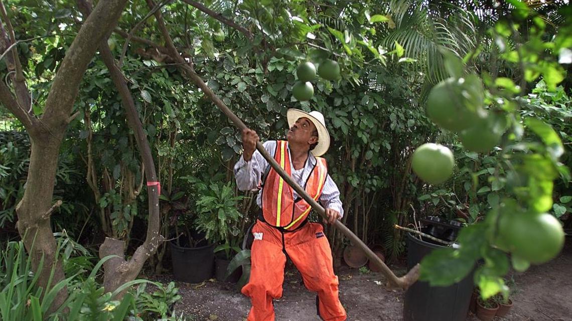 A cutting crew member cuts down an orange tree in 2000 as part of the state’s citrus canker eradication program.