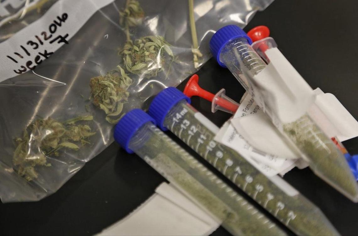 Samples of cannabis are tested for purity inside Modern Health Concepts, a South Florida dispensary for medical marijuana that is producing medicine inside its Redland plant on Tuesday, January 3, 2016.