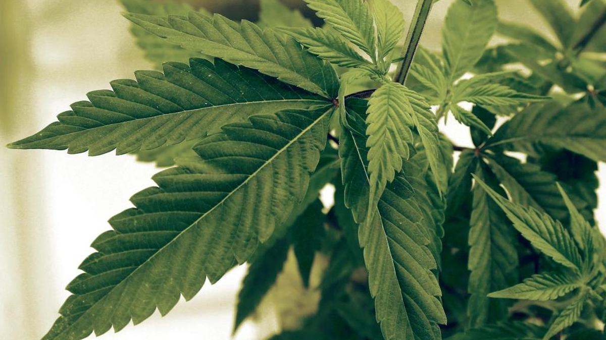 In this June 17, 2015 file photo, marijuana plants grow at LifeLine Labs in Cottage Grove, Minn.