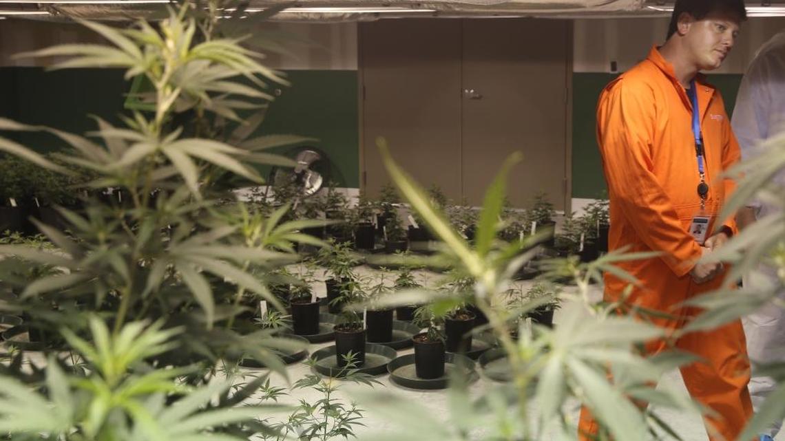 Surterra Therapeutics Cultivation Manager Wes Conner walks through one of the rooms within the company’s 6,000-square-foot facility on the outskirts of Tallahassee, where marijuana plants were in their initial stages of growth in June 2016.