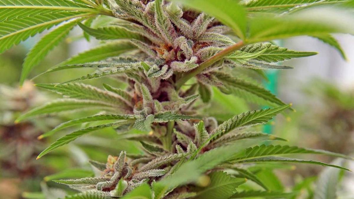 A close-up of a flowering marijuana plant in the production room of Modern Health Concepts’ greenhouse on Tuesday, Jan. 17, 2017.
