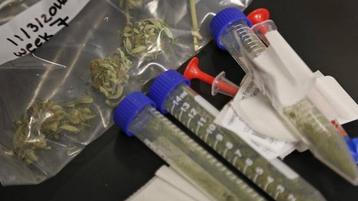 In this January 2016 file photo, samples of cannabis are tested for purity inside Modern Health Concepts, a South Florida dispensary for medical marijuana that is producing medicine inside its Redland plant.