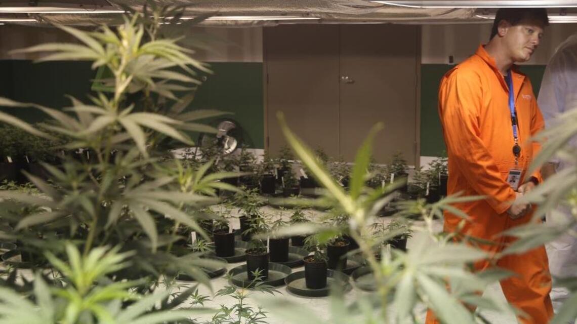Prepare for cannabis growth, not ‘green rush’ in Florida, Colorado pot czar warns