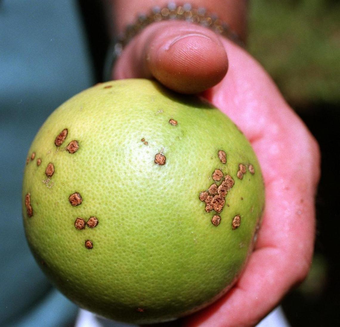 An orange from a tree infected by citrus canker.