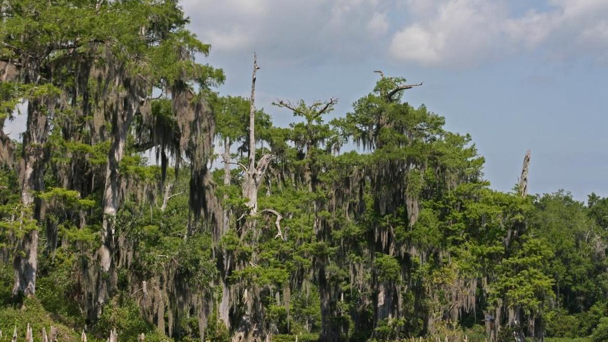 Cedar trees drip Spanish moss along the waterway at Wakulla Springs State Park south of Tallahassee.