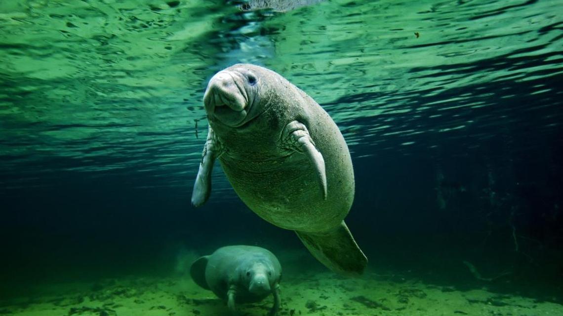 A manatee and her calf lounge in western Florida’s spring-fed Crystal River.