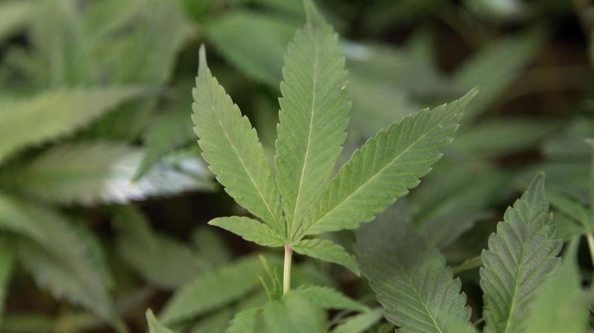 In this Feb. 1, 2011 photo, medical marijuana clone plants are shown at a medical marijuana dispensary in Oakland, Calif.
