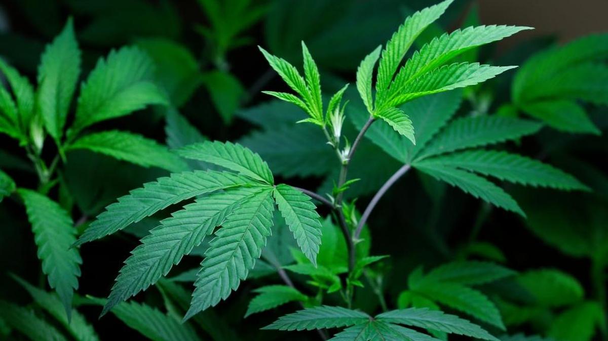 Marijuana clone plants that are used to grow medical marijuana are displayed under a light at a medical marijuana cooperative in Seattle.