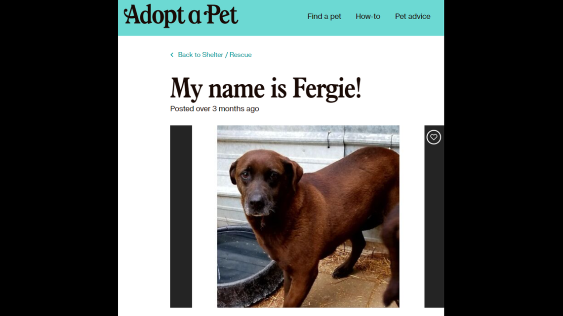 Fergie the senior dog has lived in an Alabama animal shelter for about 11 years.